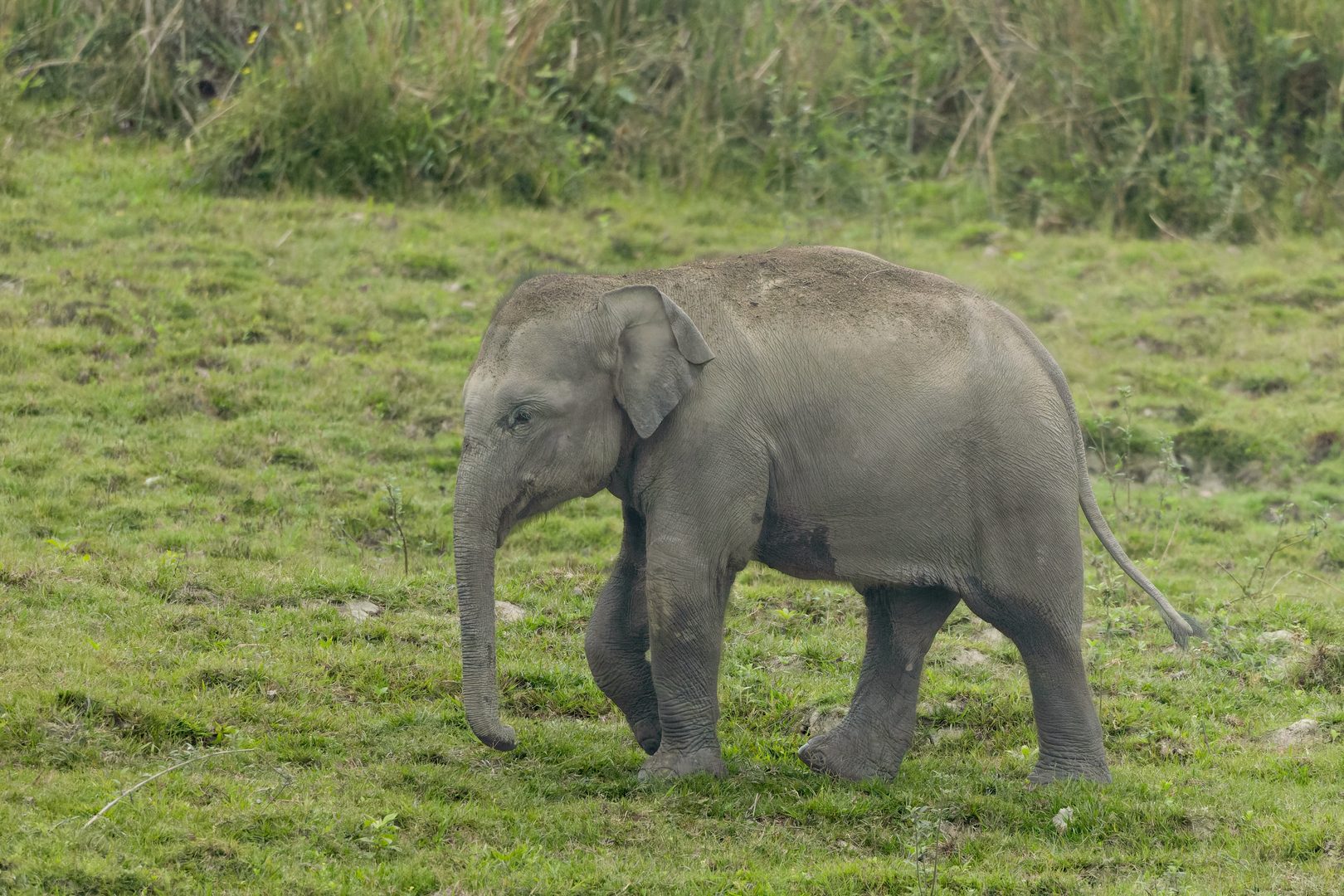 Wild Asian elephants navigating the misty grassland wetlands of Kaziranga Assam