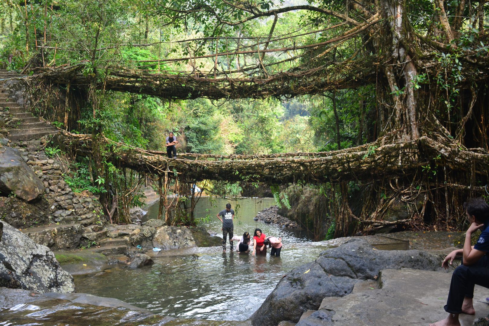 Ancient living root bridge trained across mountain stream by Khasi indigenous engineers
