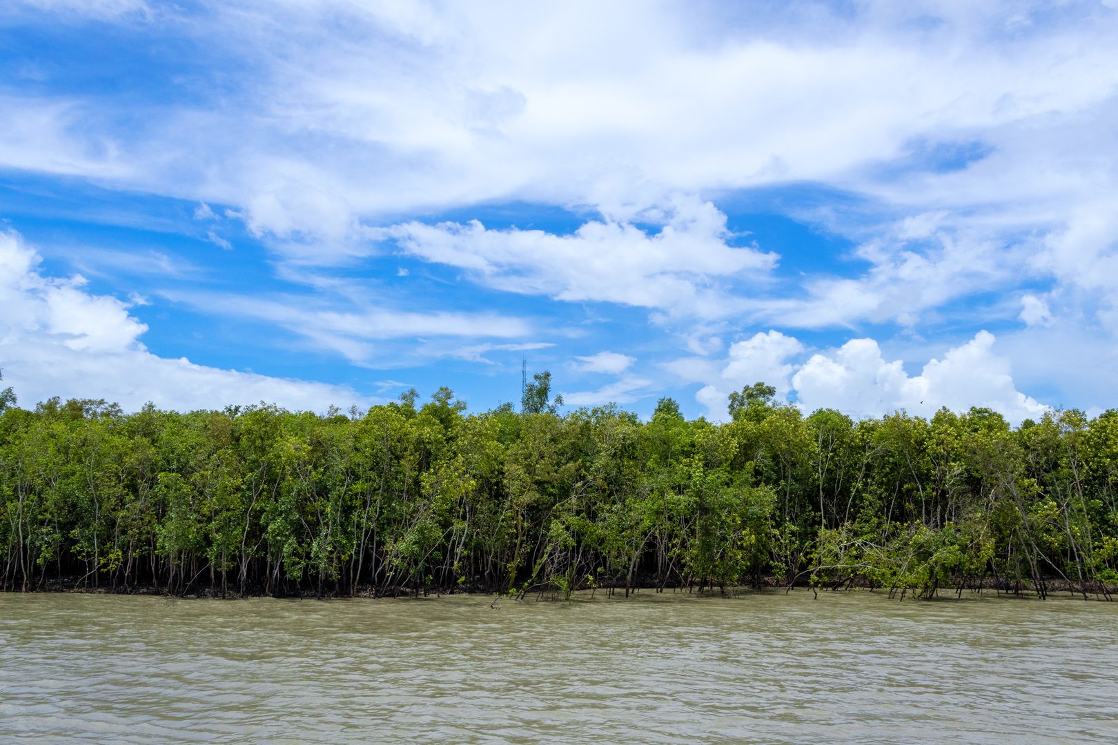 Dense mangrove forest estuary and tidal waterways of the Sundarbans Delta