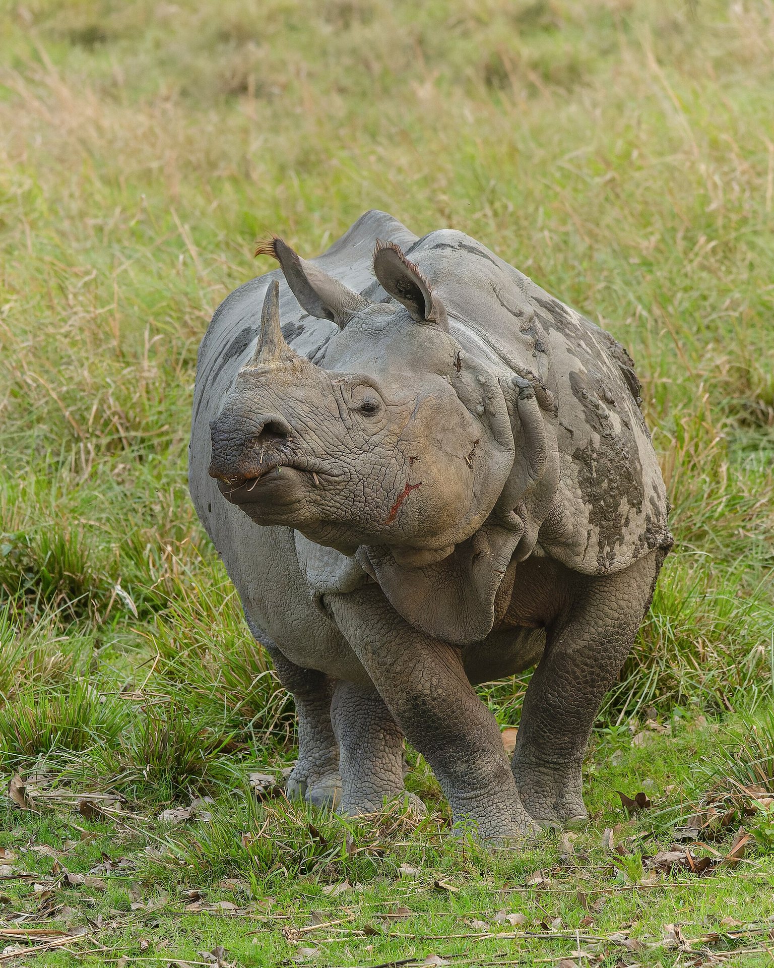 A great Indian one-horned rhinoceros grazing peacefully in the tall marsh grasses of Kaziranga, Assam