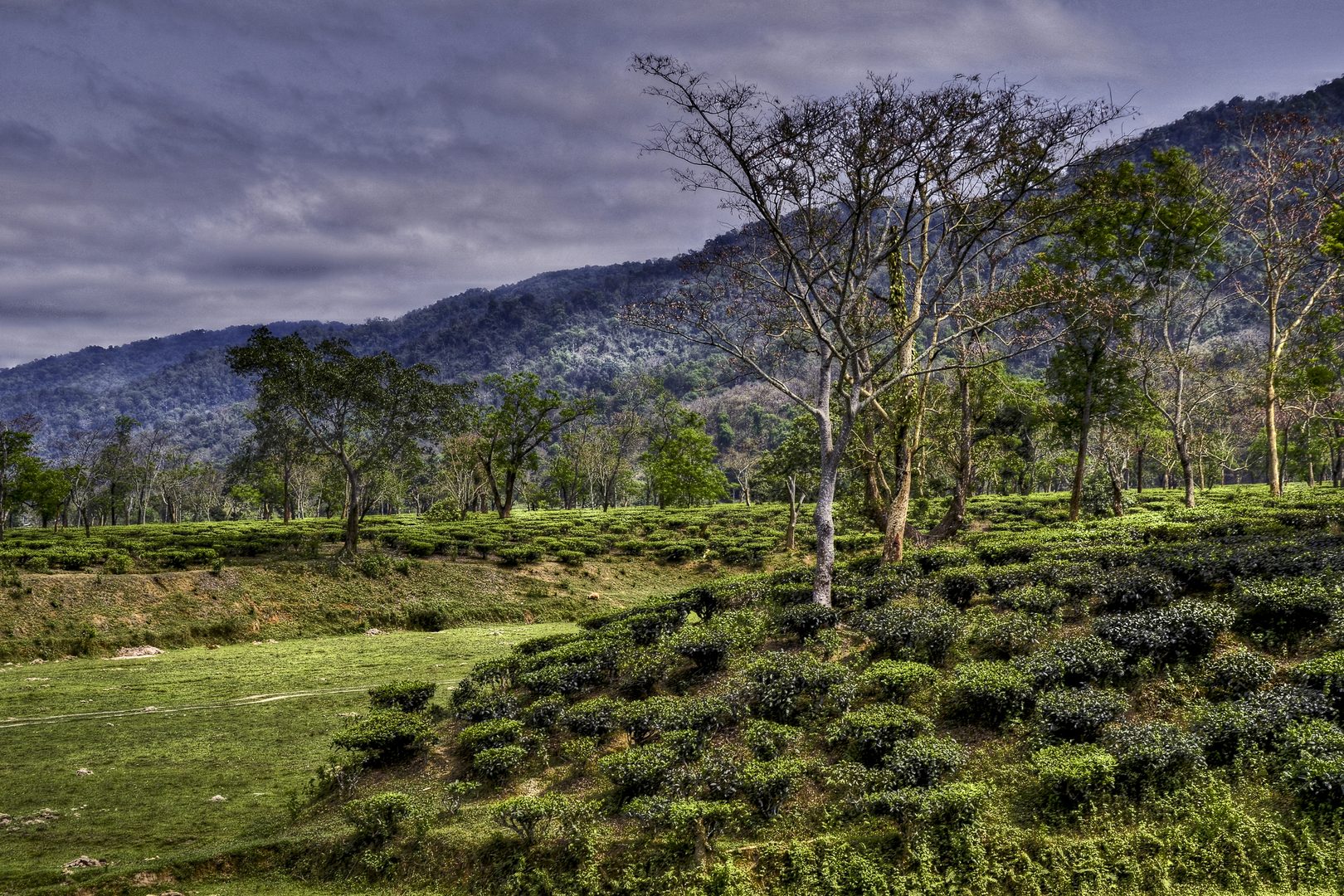 Expansive emerald tea plantations stretching across the Brahmaputra plains of Assam