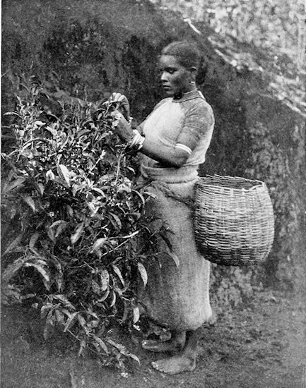 Artisan tea leaf plucking amid morning mountain mist in scenic tea highlands