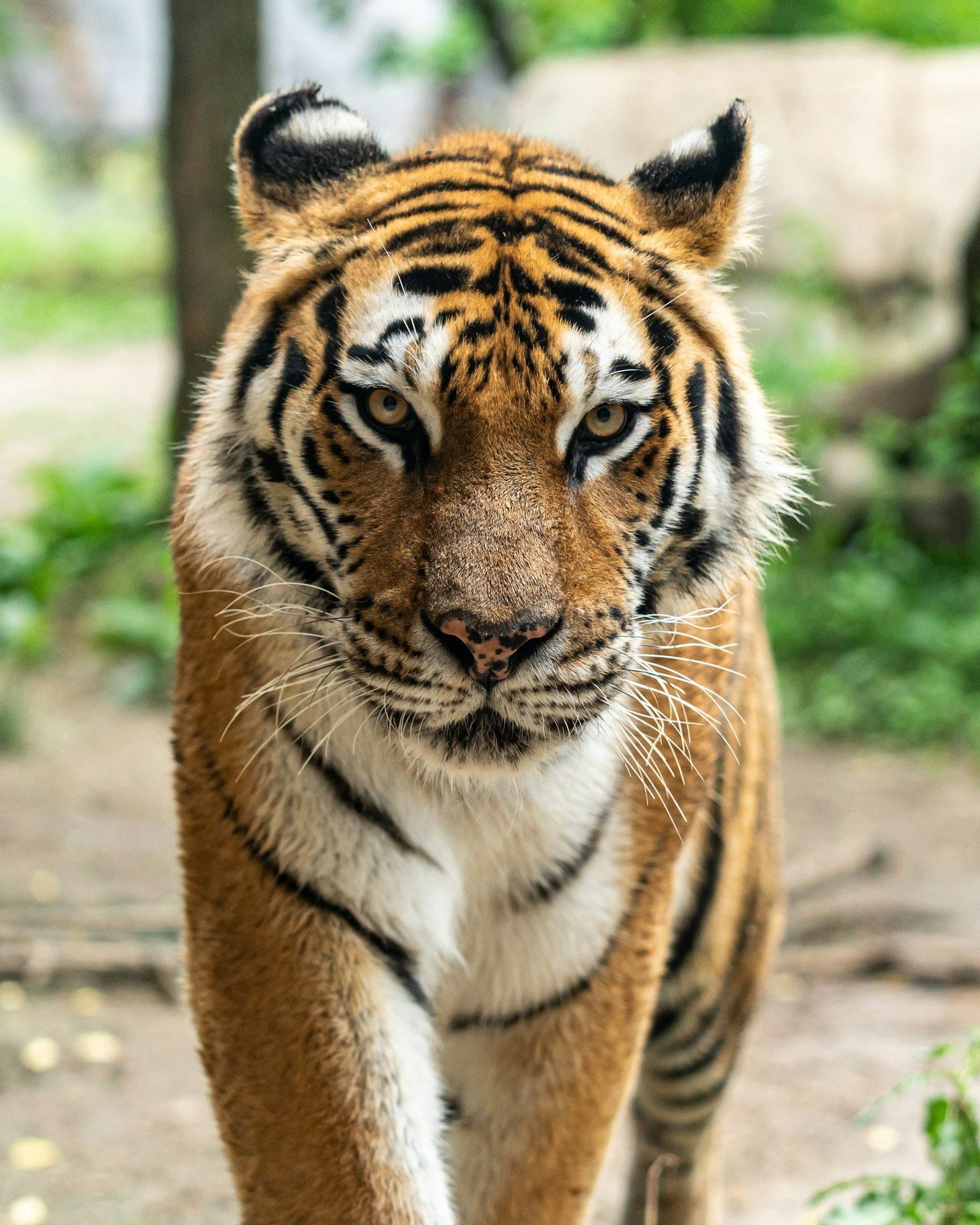Majestic Royal Bengal Tiger walking purposefully through the dappled morning sunlight of the forest