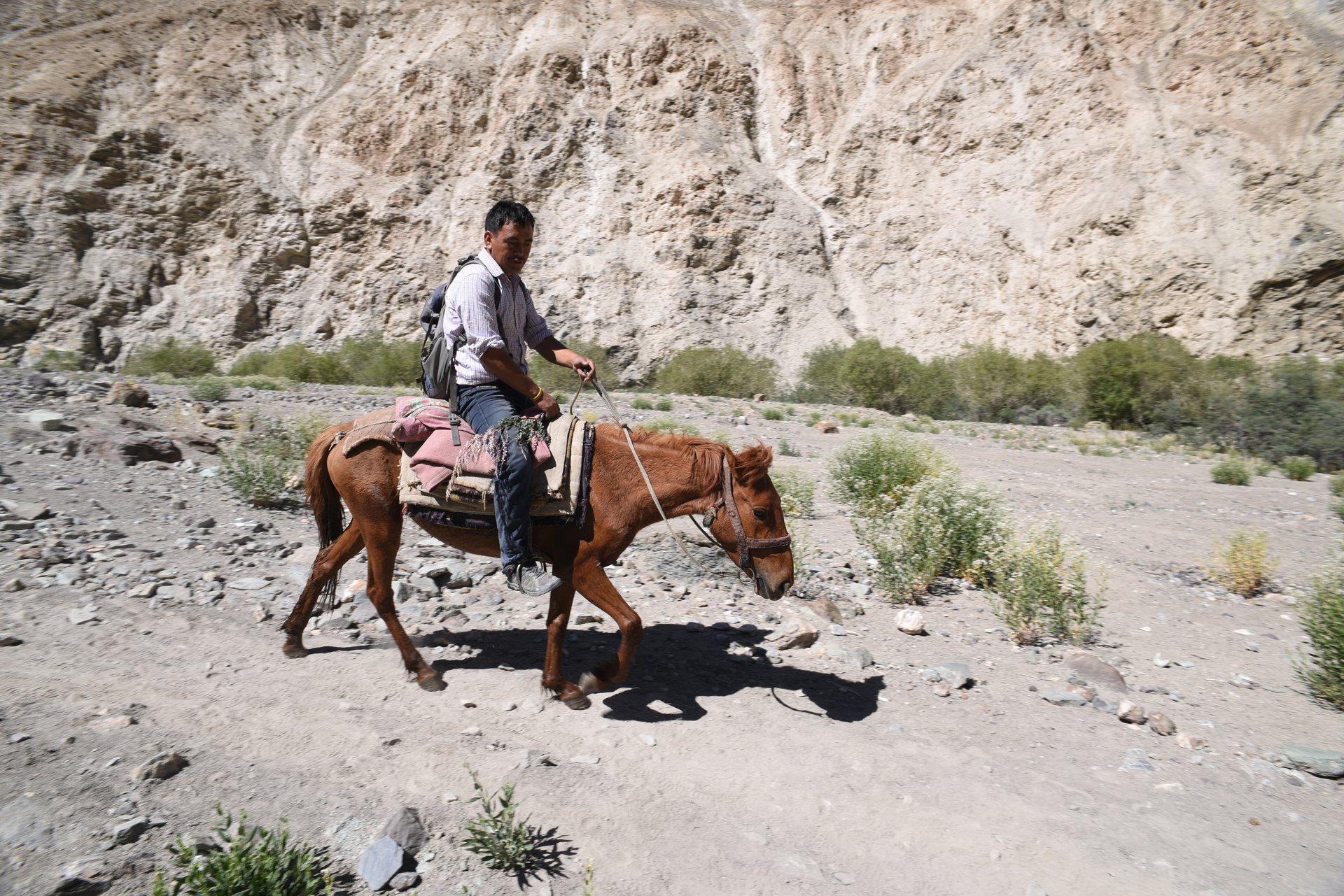 Changpa nomads with their livestock on the Changthang high-altitude plateau of Ladakh