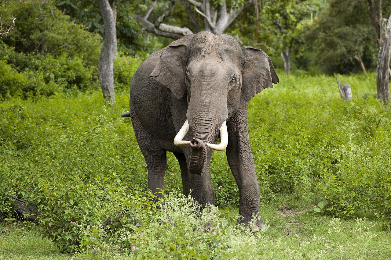 Wild Asian elephants moving through dense tropical forest foliage in India