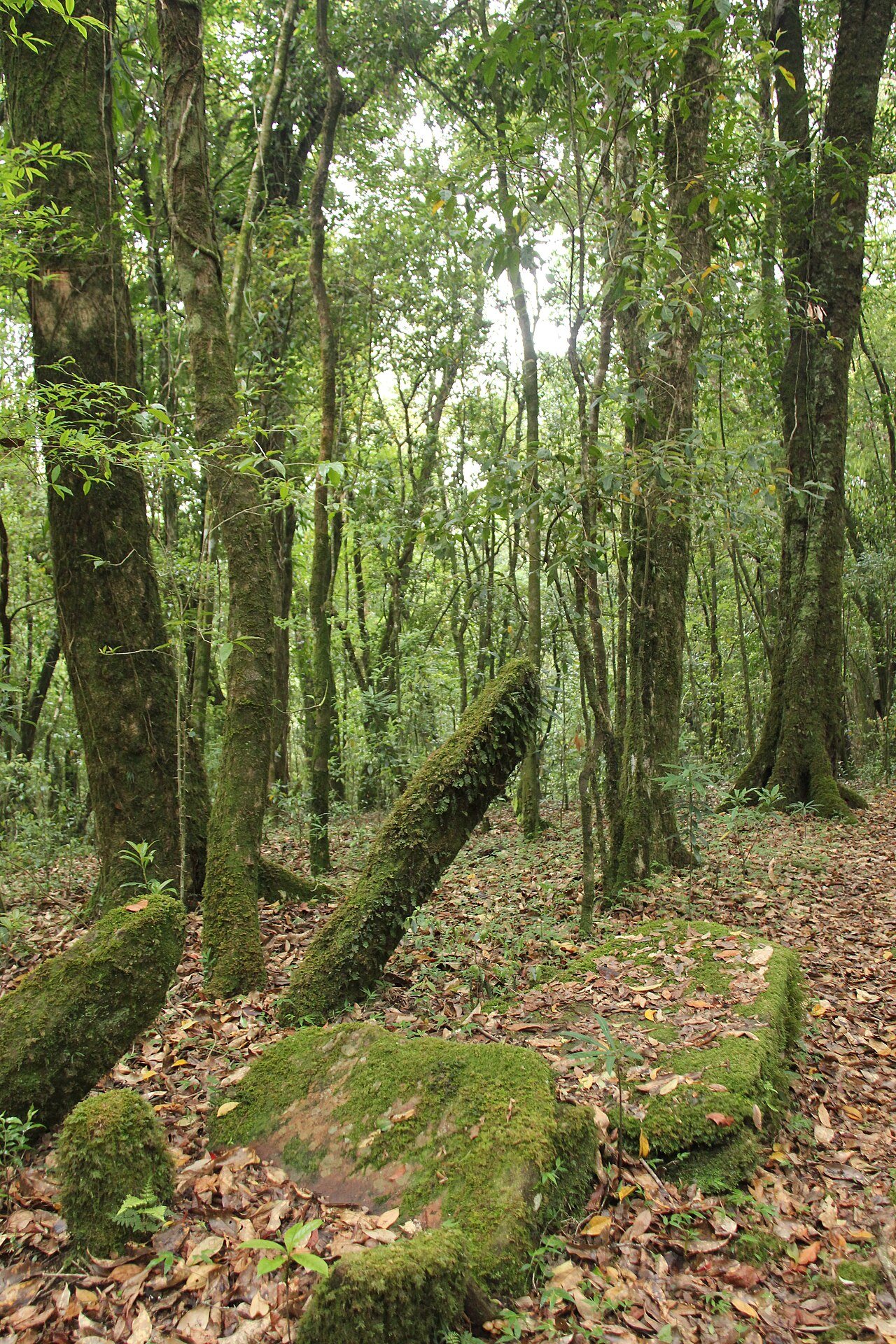 Ancient sacred grove banyan tree network protected by indigenous customary law