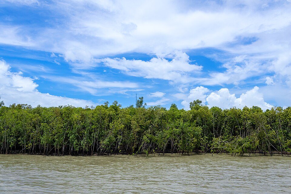 Tidal mangrove forest estuary in the Sundarbans biosphere reserve of West Bengal